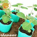 エダマメ 江戸緑 野菜苗 6ポットセット 3号ポット フラワーブルームの苗 【苗 家庭菜園 エダマメ 枝豆 枝豆の苗 エダマメの苗 豆 豆の苗 父の日 緑豆】