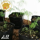 ハーブ ディル(イノンド) ハーブ苗 6ポットセット 3号ポット フラワーブルームの苗 【dill 野菜苗 ディルの苗 家庭菜園 ベランダ キッチン 】