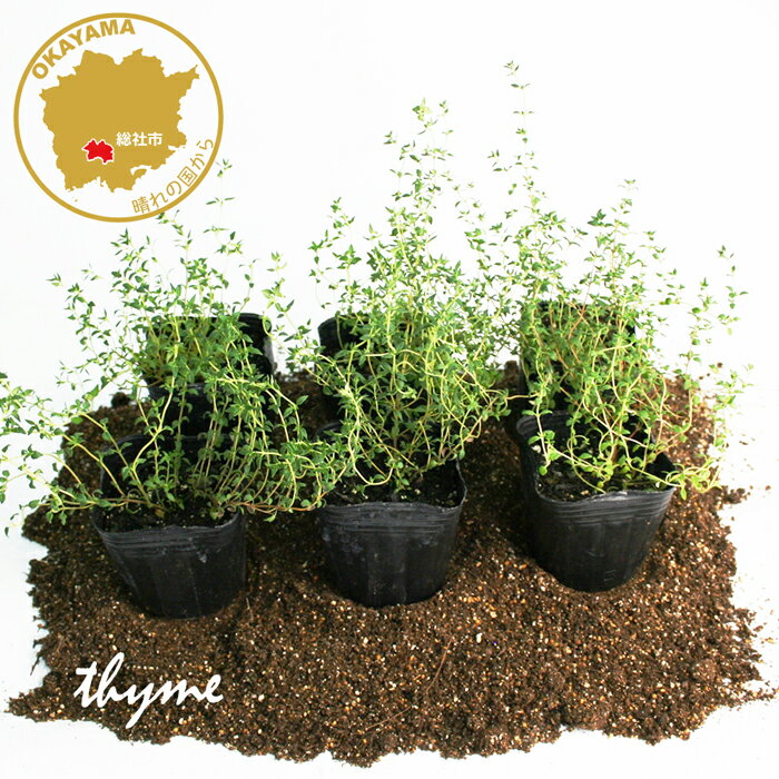 ϡ  ϡ 6ݥåȥå 3ݥå ե֥롼 ڥ ꥢ ꥢ   ڱ ٥ thyme