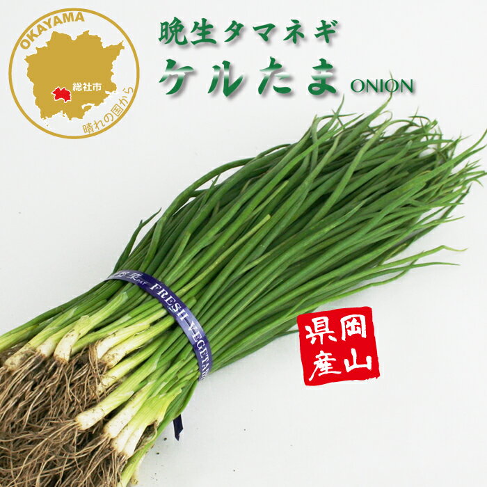 タマネギ ケルたま 晩生 野菜苗 100本 岡山県産 たまねぎ苗 フラワーブルームの苗 【苗 タマネギ 玉ねぎ 玉葱 たまねぎ苗 玉ねぎ苗 晩生】