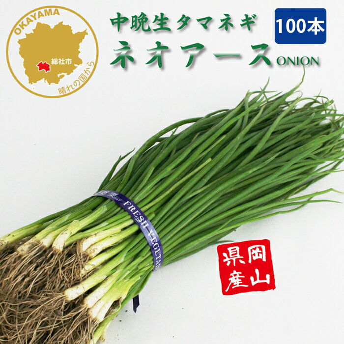 タマネギ ネオアース 中晩生 野菜苗 100本 岡山県産 たまねぎ苗 フラワーブルームの苗 【苗 タマネギ ..