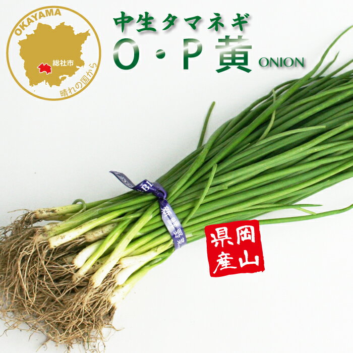 タマネギ O・P黄 中生 野菜苗 50本 岡山県産 たまねぎ苗 フラワーブルームの苗 【苗 タマネギ 玉ねぎ ..