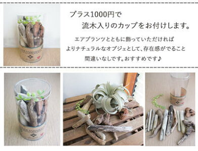 観葉☆【エアプランツキセログラフィカLサイズ】【送料無料】★ギフト観葉植物【楽ギフ_包装】誕生日/開店/引越し/祝い/新築祝い【あす楽_日曜営業】/寄せ植え/インテリア/エアプランツ/エア/プラント/ボタニカル/チランジア/壁掛けタイプ/壁掛け/