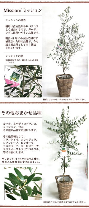 ★楽天1位★季節の花鉢シリーズ【オリーブ】【送料無料】オリーブ6号鉢Mサイズ品種で選べる♪【RCP】ギフト★観葉植物【楽ギフ_包装】オリーブの木/苗木/鉢植え/販売/誕生日/開店/引越/祝い/引越祝い/新築祝い/インテリア【あす楽_日曜営業】/05P23Apr16/FKTK/