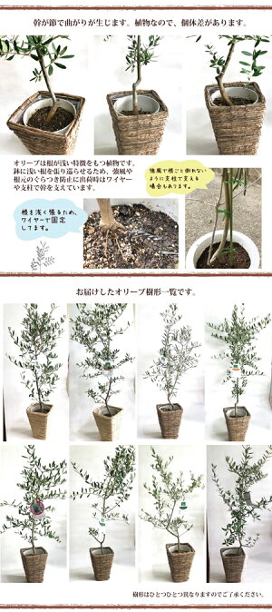 ★楽天1位★季節の花鉢シリーズ【オリーブ】【送料無料】オリーブ6号鉢Mサイズ品種で選べる♪【RCP】ギフト★観葉植物【楽ギフ_包装】オリーブの木/苗木/鉢植え/販売/誕生日/開店/引越/祝い/引越祝い/新築祝い/インテリア【あす楽_日曜営業】/05P23Apr16/FKTK/