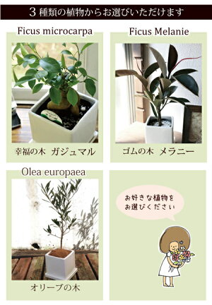 ガジュマルの木・ゴムの木メラニーからどれかひとつ選べる