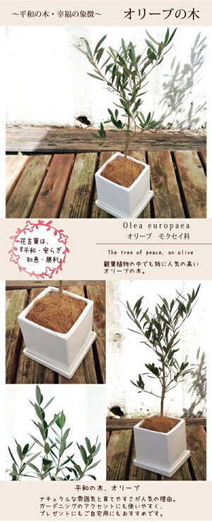 (観葉)選べる観葉植物シリーズ【ガジュマル×四角陶器】【ゴムの木フィカスメラニー×四角陶器】【送料無料】ガジュマル5号【ガジュマル5号】ギフト★育てやすい観葉植物ミニ【楽ギフ_包装】ガジュマル/精霊の木/誕生日/多肉/ギフト/ホワイト/FKTK/