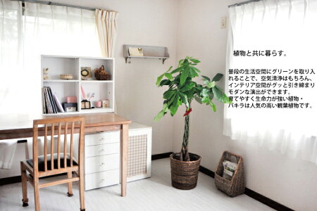 (観葉)★☆楽天1位☆★『パキラの鉢植え8号鉢』/観葉植物/パキラ/育てやすい☆花鉢/鉢植え/誕生日/開店/引越し/祝/新築祝/インテリア【送料無料】【楽ギフ_包装】/05P23Apr16