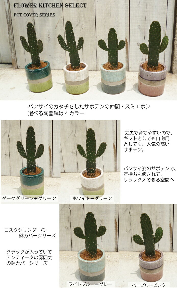 【スミエボシ+陶器鉢】【スミエボシ3.5号鉢】【送料無料】FARMサボテンギフト★育てやすい観葉植物【楽ギフ_包装】多肉/観葉/植物/苗木/鉢植え/陶器/販売/誕生日/開店/引越し/祝い/新築祝い/インテリア/インドアグリーンライフ【あす楽_日曜営業】/FKTK/