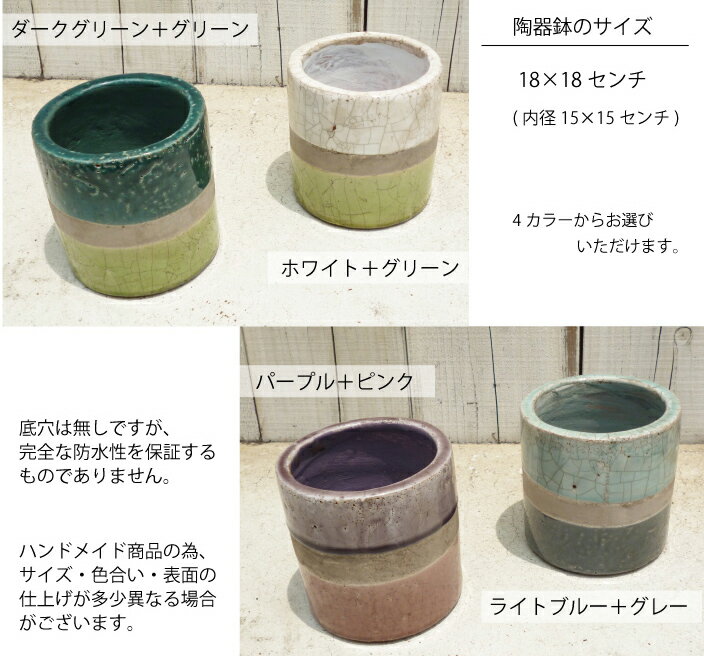 【スミエボシ+陶器鉢】【スミエボシ3.5号鉢】【送料無料】FARMサボテンギフト★育てやすい観葉植物【楽ギフ_包装】多肉/観葉/植物/苗木/鉢植え/陶器/販売/誕生日/開店/引越し/祝い/新築祝い/インテリア/インドアグリーンライフ【あす楽_日曜営業】/FKTK/