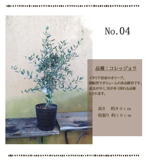 一点もの
