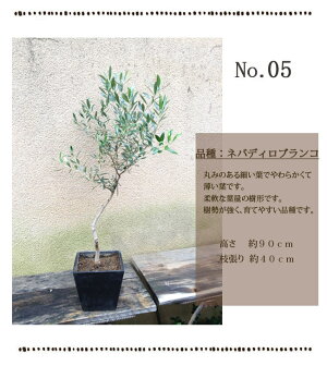 一点もの