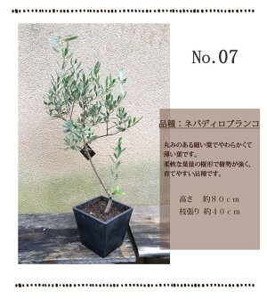 一点もの