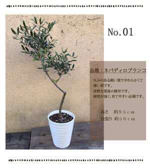 一点もの