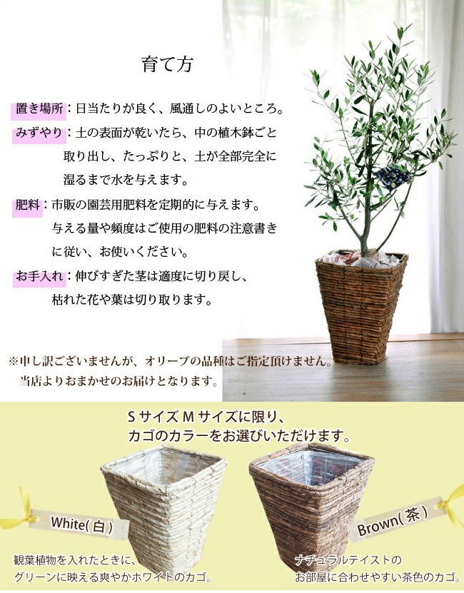 【四角カゴ付き】【ギフトにおススメ】【全国送料無料】(観葉)季節の花鉢シリーズ オリーブ 6号鉢 Mサイズ　品種で選べる ギフト 観葉植物 オリーブの木 苗木 鉢植え 販売 誕生日 開店 引越 祝い 引越祝い 新築祝い インテリア　オシャレ　カゴ　FKTK