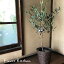 (観葉)『 創樹 オリーブ5号鉢 ミニ丸茶かご付き 』【オリーブ】【RCP】観葉植物 【楽ギフ_包装】オリーブの木/苗木/鉢植え/販売/誕生日/開店/引越し/祝い/新築祝い/オリーブの実/【あす楽_日曜営業】SOUJU/創樹/05P23Apr16/FKTK/