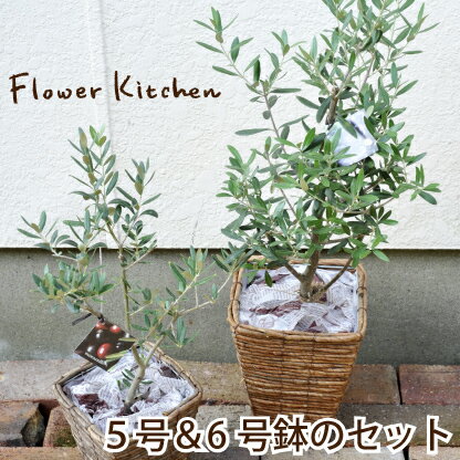 楽天市場 一律送料無料 オリーブ 実がなりやすい２品種セット まとめ買い オリーブ 5号鉢 6号鉢セット ギフト 観葉植物 オリーブの木 2品種 苗木 鉢植え 販売 誕生日 開店 引越 祝い 引っ越し祝い 新築祝い インテリア 水合わせの儀 オリーブセット Fktk