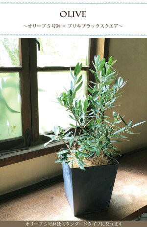 【やまた園7号オリーブ】『オリーブやまた園』【RCP】ギフト★観葉植物【楽ギフ_包装】オリーブの木/苗木/鉢植え/販売/誕生日/開店/引越し/祝い/引越し祝い/新築祝い/インテリア/オリーブ/【日曜営業】【05P30Nov14】/FKTK/バレンタインホワイトデー