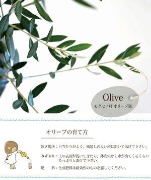 【やまた園7号オリーブ】『オリーブやまた園』【RCP】ギフト★観葉植物【楽ギフ_包装】オリーブの木/苗木/鉢植え/販売/誕生日/開店/引越し/祝い/引越し祝い/新築祝い/インテリア/オリーブ/【日曜営業】【05P30Nov14】/FKTK/バレンタインホワイトデー