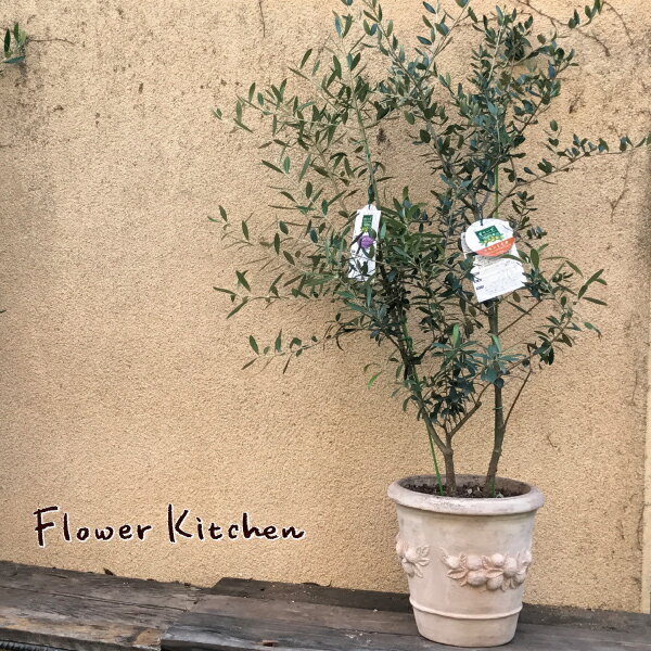 送料無料 オリーブ2品種植え 現物お届け バラ 現物1点ものアンティコポット 送別会 2品種植えオリーブ 植え替え 開店 オリジナル オリーブ オリーブの木 ギフト オリーブの木 鉢植え 販売 開店 引越し 祝 新築祝い 御祝 インテリア あす楽 Fktk 観葉