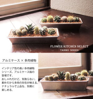 (観葉)多肉☆季節の花鉢シリーズ【多肉植物】選べる8種類♪【送料無料】多肉植物の寄せ植え★ギフト観葉植物【楽ギフ_包装】誕生日/開店/引越/祝/新築祝【あす楽_日曜営業】多肉植物/寄せ植え/セダム/インテリア/サボテン/多肉/ハート/ギフト/FKTK/