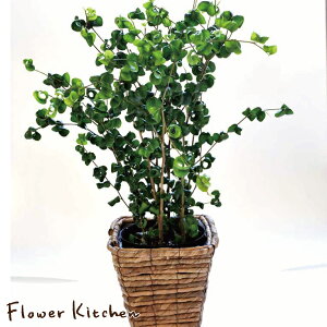 (観葉)季節の花鉢シリーズ『ベンジャミン』ベンジャミン バロック【送料無料】ギフト 育てやすい 観葉植物/インテリア/鉢植え/開店/引越し/祝い/引越し祝い/新築祝い/誕生日/05P23Apr16【あす楽_日曜営業】/最強配送 FKTK/ バレンタイン