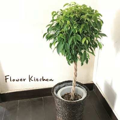 葉っぱがたくさんついた観葉植物