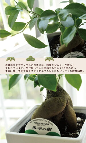 【ガジュマル】【トックリラン】【オリーブの木】