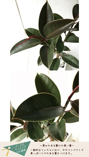 (観葉)選べる観葉植物シリーズ【ガジュマル×四角陶器】【ゴムの木フィカスメラニー×四角陶器】【送料無料】ガジュマル5号【ガジュマル5号】ギフト★育てやすい観葉植物ミニ【楽ギフ_包装】ガジュマル/精霊の木/誕生日/多肉/ギフト/ホワイト/FKTK/