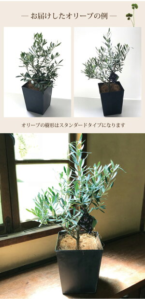 【やまた園7号オリーブ】『オリーブやまた園』【RCP】ギフト★観葉植物【楽ギフ_包装】オリーブの木/苗木/鉢植え/販売/誕生日/開店/引越し/祝い/引越し祝い/新築祝い/インテリア/オリーブ/【日曜営業】【05P30Nov14】/FKTK/バレンタインホワイトデー