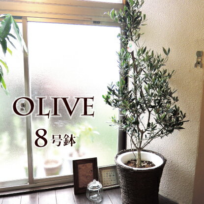 オリーブは鉢植えで育てられる 植え替え時期や方法など育て方の8つのコツを解説 暮らし の