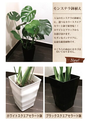 観葉植物『選べるモンステラほか観葉植物』高さ50センチ〜インテリア鉢植え開店引越祝新築祝い誕生日法人ビジネスモンステラシマトネリコストレリチアレギネベンジャミン【即日発送】グリーン観葉ギフト6号サイズ/FKTK