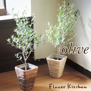 ★楽天1位★2016☆季節の花鉢シリーズ【オリーブ】【送料無料】オリーブ6号鉢Mサイズ品種で選べる♪【RCP】ギフト★観葉植物【楽ギフ_包装】オリーブの木/苗木/鉢植え/販売/誕生日/開店/引越/祝い/引越祝い/新築祝い/インテリア【あす楽_日曜営業】