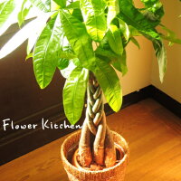 インテリアにグリーン センスの良い観葉植物を誕生日プレゼントにのおすすめプレゼントランキング 予算10 000円以内 Ocruyo オクルヨ インテリアにグリーン センスの良い観葉植物を誕生日プレゼントにのおすすめプレゼントランキング 予算10 000円以内 Ocruyo オクルヨ