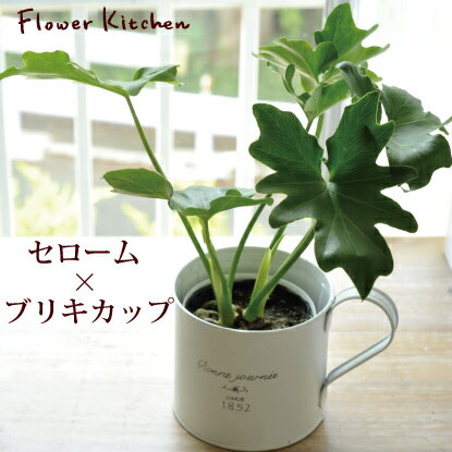 観葉植物（予算3000円以内） 【セローム】セローム 3.5号×カップ【セローム3.5号】送料無料（一部地域を除く）【RCP】ギフト 観葉植物 苗木 鉢植え 陶器 販売誕生日 開店 引越し 祝い 新築祝い インテリア 水合わせの儀 FKTK