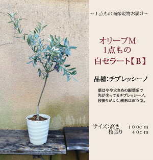 一点もの