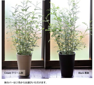 ☆季節の花鉢シリーズ『シマトネリコ』トネリコシマトネリコ【送料無料】ギフト★育てやすい★観葉植物/インテリア/鉢植え/開店/引越し/祝い/引越し祝い/新築祝い/誕生日【あす楽_日曜営業】