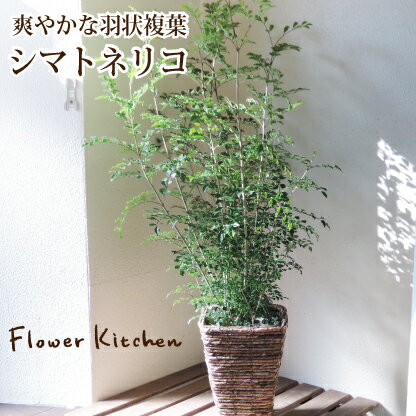 楽天市場 観葉 シマトネリコ 高さ50センチから 観葉植物 インテリア 鉢植え 開店 引越し 祝 引越し祝い 新築祝い 誕生日 シマトネリコ トネリコ インテリア グリーン 観葉 Fktk Flowerkitchenjiyugaoka