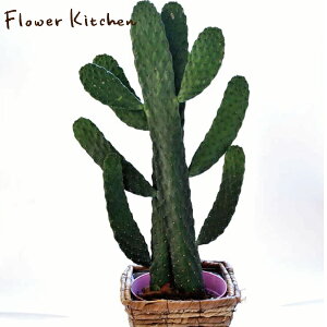 (観葉)『スミエボシ』 サボテン/墨烏帽子ギフト 育てやすい 観葉植物 多肉植物 インテリア 鉢植え 開店 引越し 祝い 引越し祝い 新築祝い 誕生日 合格祈願/バンザイ の形/縁起【あす楽_日曜営業】 05P23Apr16 FKTK バレンタイン ホワイトデー