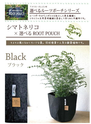 (観葉)『シマトネリコ』★高さ80センチから〜☆観葉植物/インテリア/鉢植え/開店/引越し/祝い/引越し祝い/新築祝い/誕生日/爽やか/羽状複葉/シマトネリコ/トネリコ/インテリア/グリーン/観葉/05P23Apr16/FKTK/バレンタインホワイトデー