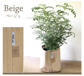 (観葉)『シマトネリコ』★高さ80センチから〜☆観葉植物/インテリア/鉢植え/開店/引越し/祝い/引越し祝い/新築祝い/誕生日/爽やか/羽状複葉/シマトネリコ/トネリコ/インテリア/グリーン/観葉/05P23Apr16/FKTK/バレンタインホワイトデー
