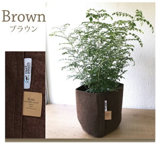 (観葉)『シマトネリコ』★高さ80センチから〜☆観葉植物/インテリア/鉢植え/開店/引越し/祝い/引越し祝い/新築祝い/誕生日/爽やか/羽状複葉/シマトネリコ/トネリコ/インテリア/グリーン/観葉/05P23Apr16/FKTK/バレンタインホワイトデー