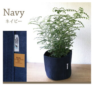 (観葉)『シマトネリコ』★高さ80センチから〜☆観葉植物/インテリア/鉢植え/開店/引越し/祝い/引越し祝い/新築祝い/誕生日/爽やか/羽状複葉/シマトネリコ/トネリコ/インテリア/グリーン/観葉/05P23Apr16/FKTK/バレンタインホワイトデー