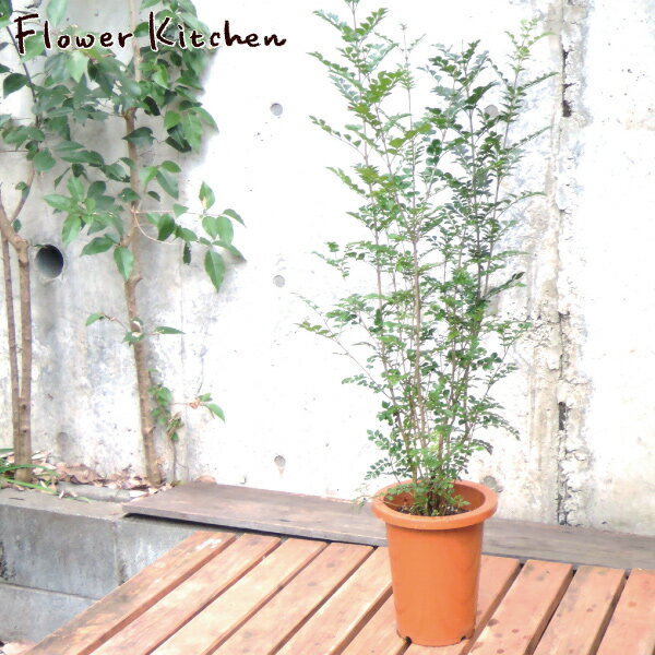 FlowerKitchenJIYUGAOKA×観葉植物のおすすめ家具・インテリア（全56件） ｜ RoomClip（ルームクリップ）