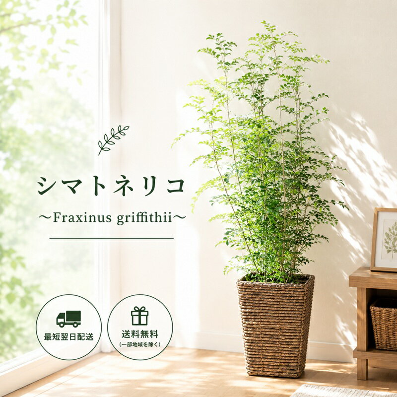 (観葉)季節の花鉢シリーズ『 シマトネリコ 四角カゴ付 』トネリコ　シマトネリコ【送料無料】ギフト 育てやすい 観葉植物 インテリア 鉢植え 開店 引越し 祝い 引越し祝い 新築祝い 誕生日【 _日曜営業】水合わせの儀 FKTK