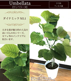 観葉植物パキラの鉢植え7号鉢選べる観葉植物【カゴ付き】【受け皿付き】育てやすい鉢植え御祝開店祝開業祝新築祝引越祝結婚祝新生活インテリア【送料無料】【楽ギフ_包装】【即日発送】オリーブの木ストレリチアギフト贈答品FKTK