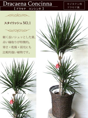 コンシンネ