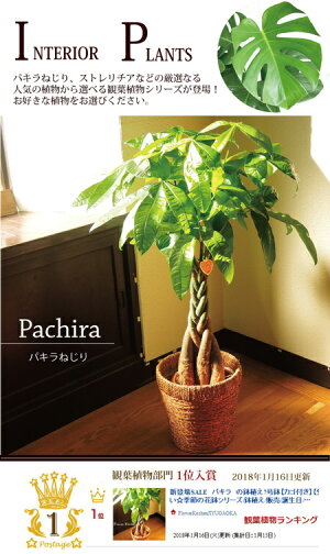 観葉植物パキラの鉢植え7号鉢選べる観葉植物【カゴ付き】【受け皿付き】育てやすい鉢植え御祝開店祝開業祝新築祝引越祝結婚祝新生活インテリア【送料無料】【楽ギフ_包装】【即日発送】オリーブの木ストレリチアギフト贈答品FKTK