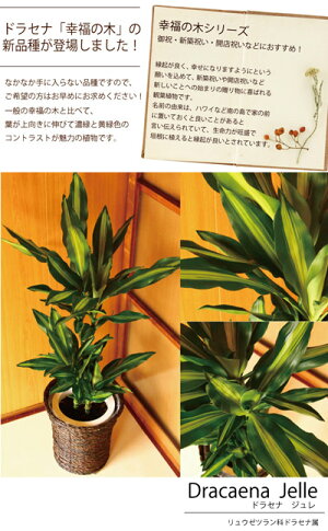 【幸福の木】ドラセナジェレの鉢植え【DracaenaJelle】7号鉢選べる観葉植物税別5,280円【カゴ付き】【受け皿付き】育てやすい☆花鉢/鉢植え/販売/誕生日/開店/祝い/引越祝い/新築祝い/インテリア/幸福の樹【送料無料】【楽ギフ_包装】観葉植物【モダン】【SALE】