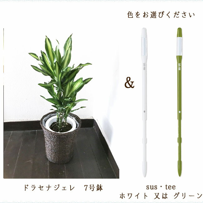 幸せを呼ぶ観葉植物 ドラセナジェレの風水効果とは 名前の由来や花言葉も解説 暮らし の